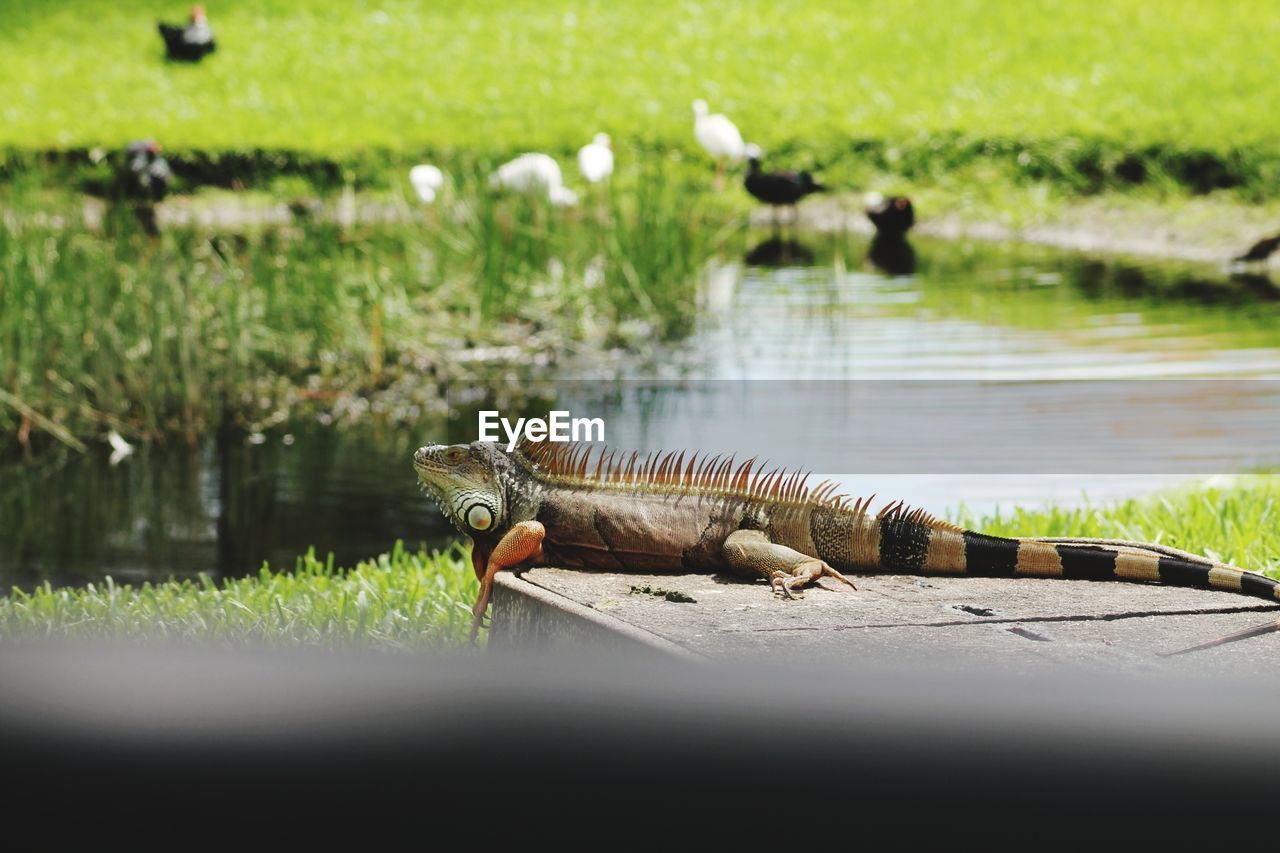 LIZARD ON A LAKE