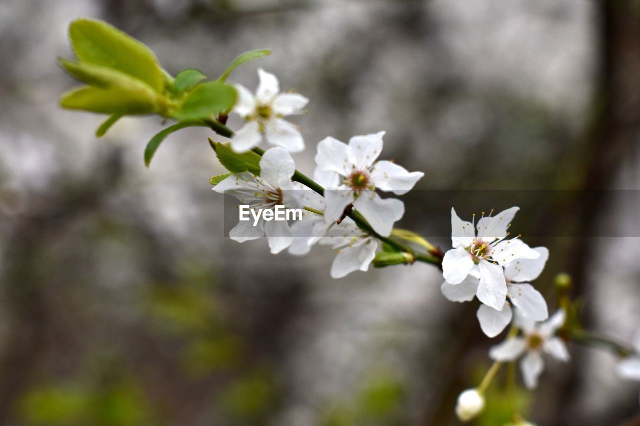 Close-up of white flowers