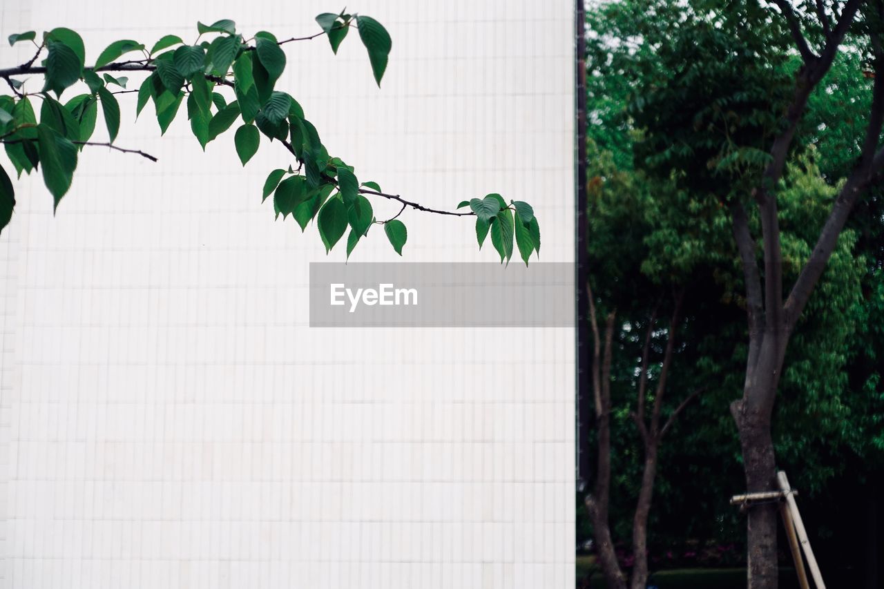 Low angle view of ivy on tree against building