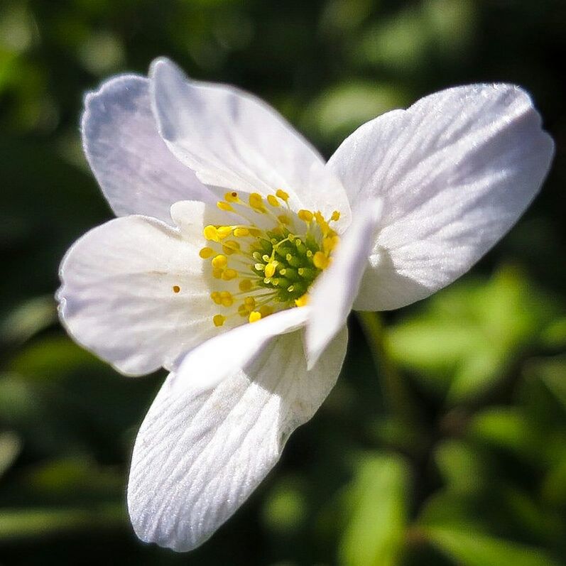 CLOSE-UP OF WHITE FLOWERS BLOOMING