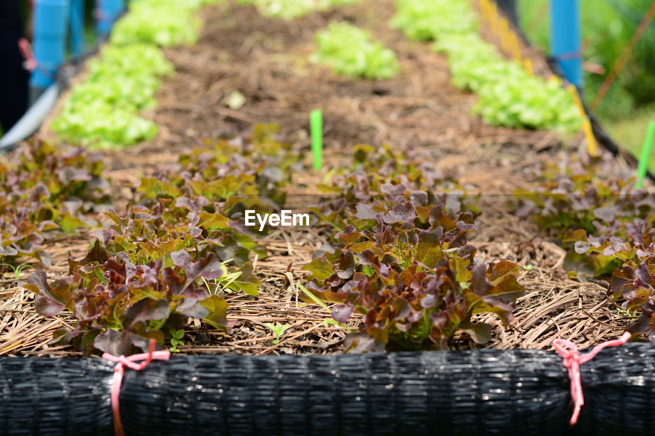 Vegetables growing in garden