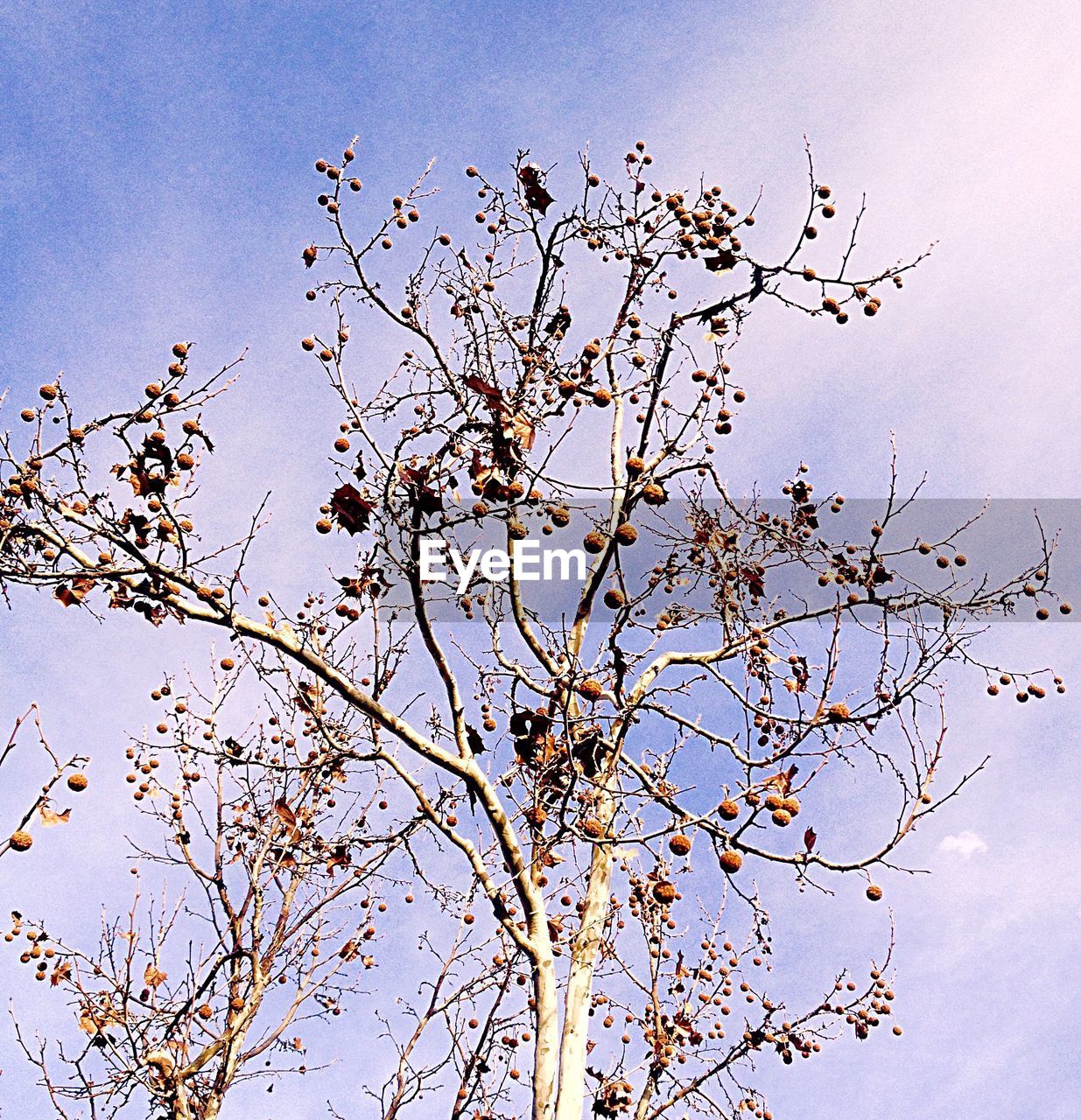 CLOSE-UP LOW ANGLE VIEW OF TREE AGAINST CLEAR SKY