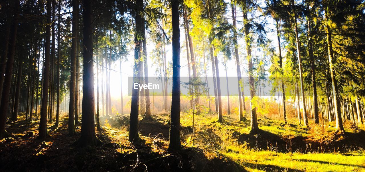 Sunlight streaming through trees in forest