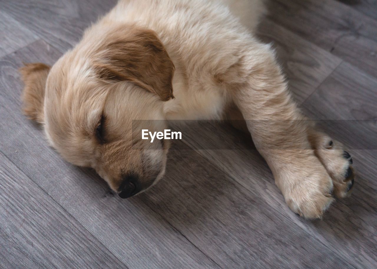 HIGH ANGLE VIEW OF A DOG SLEEPING ON HARDWOOD FLOOR