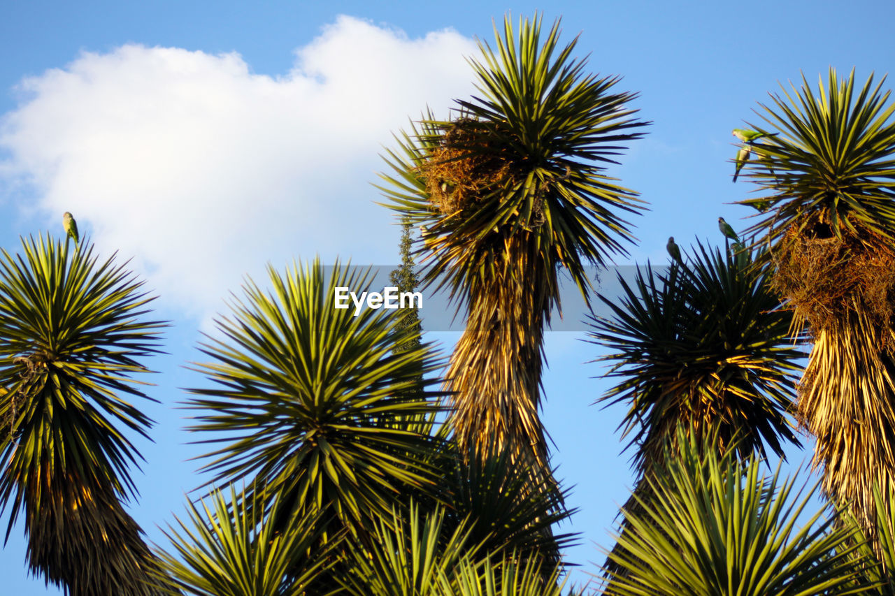 LOW ANGLE VIEW OF PALM TREE AGAINST SKY