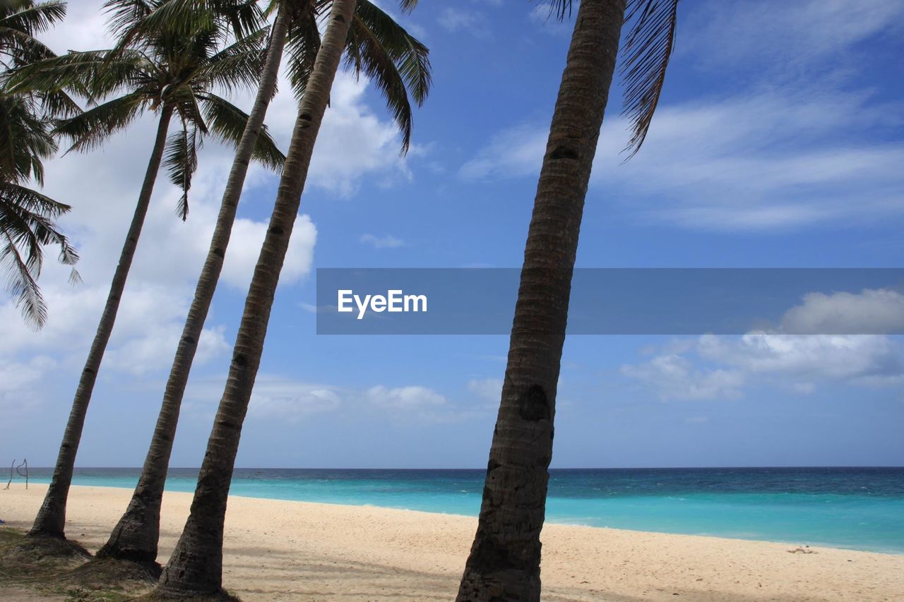 PALM TREES ON BEACH AGAINST SKY