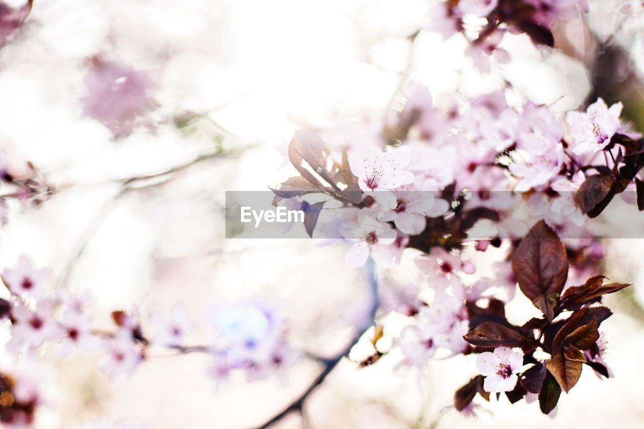 Pink flowers blooming on tree