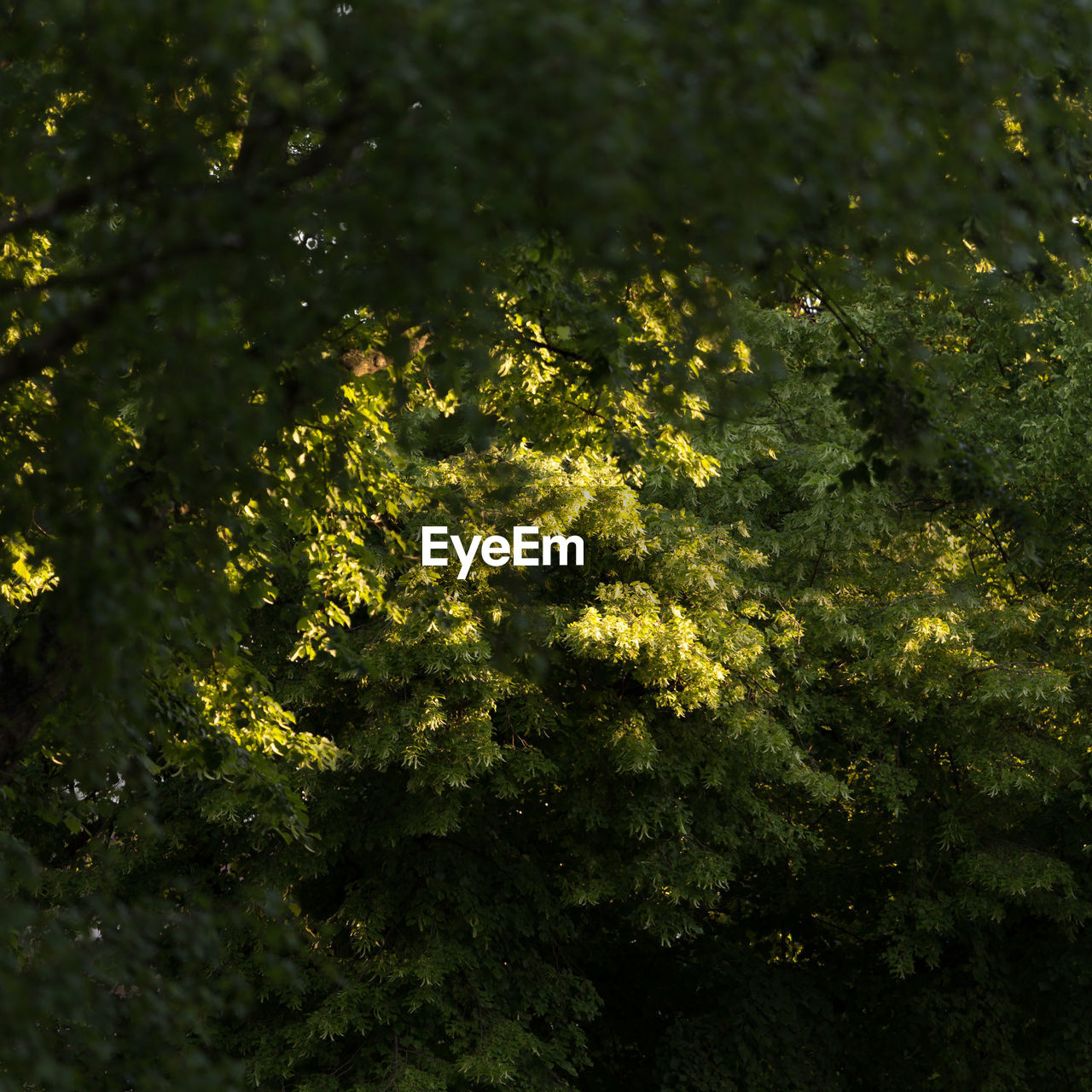 Yellow flowers growing on tree