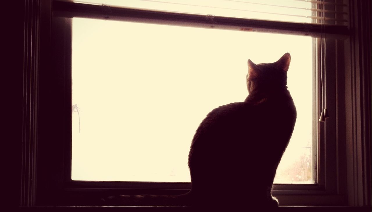Rear view of a cat looking out through window
