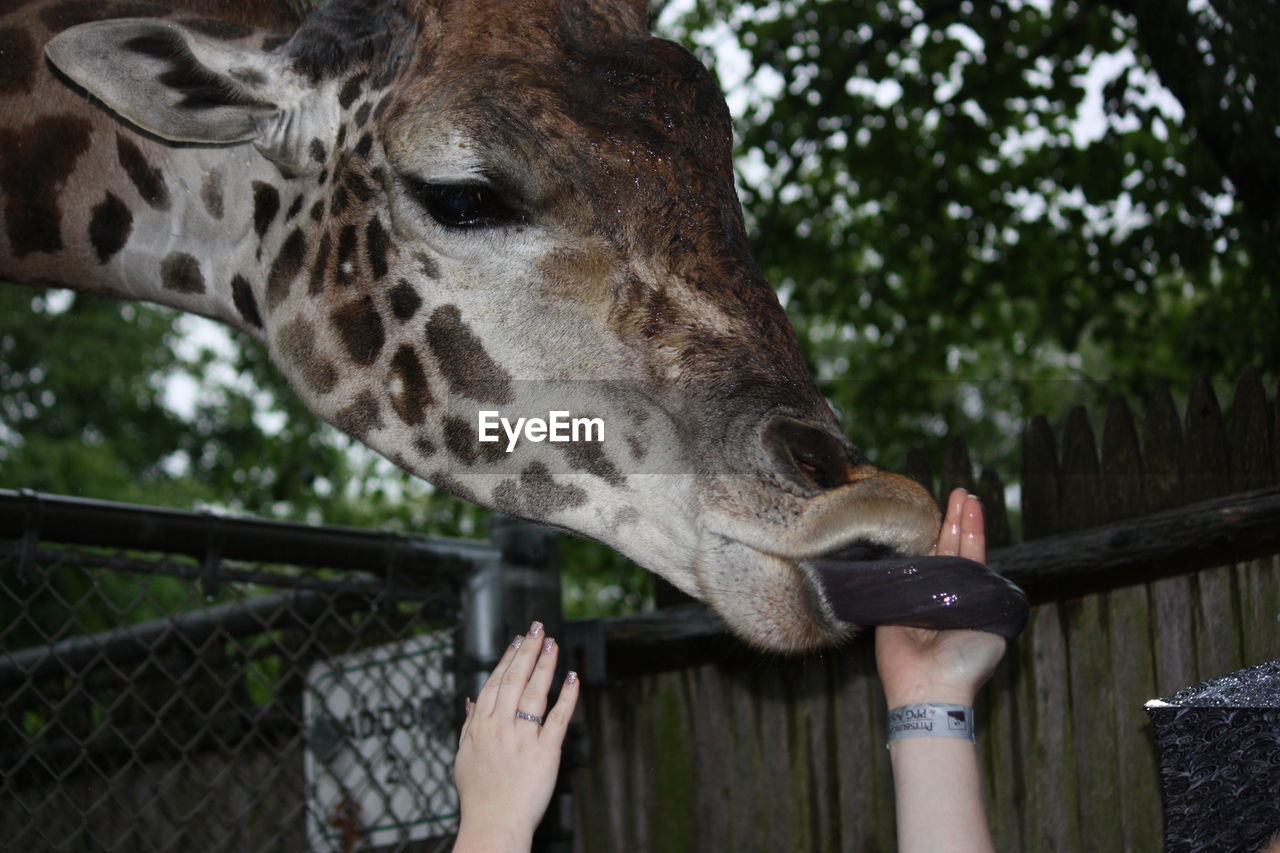 Close-up of giraffe licking woman hand against tree