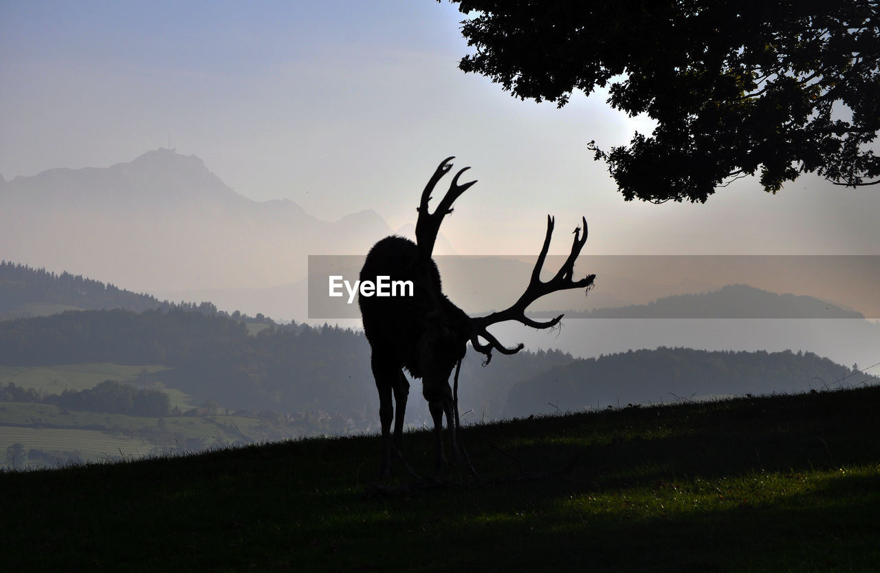 Deer on field against sky