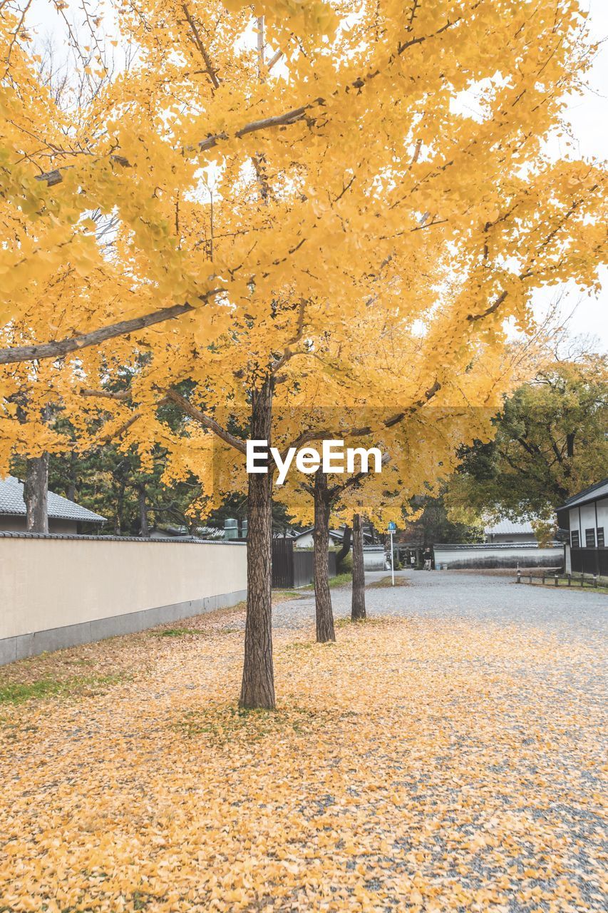 trees on field against sky during autumn