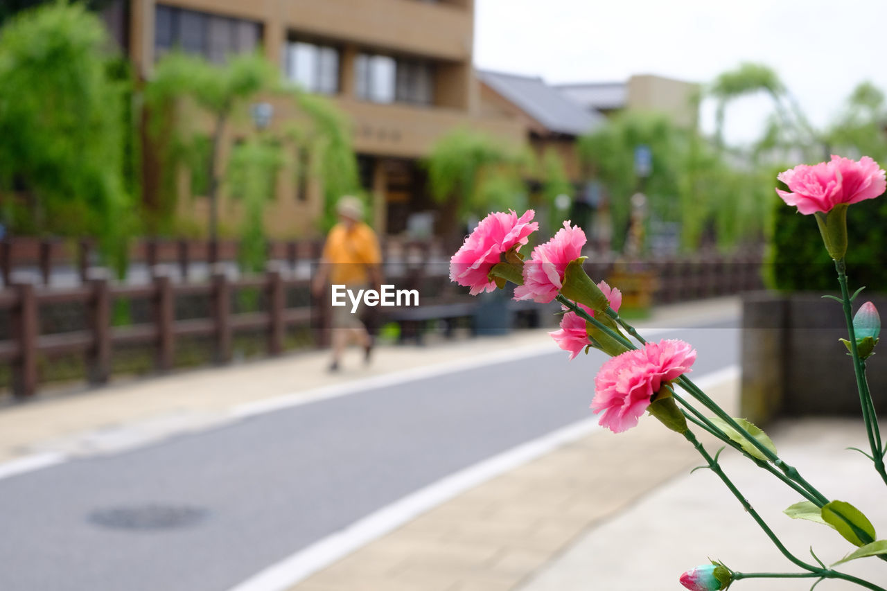 Close-up of pink flowering plant by road in city