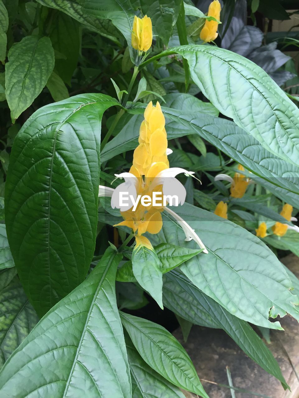 CLOSE-UP OF YELLOW FLOWERS