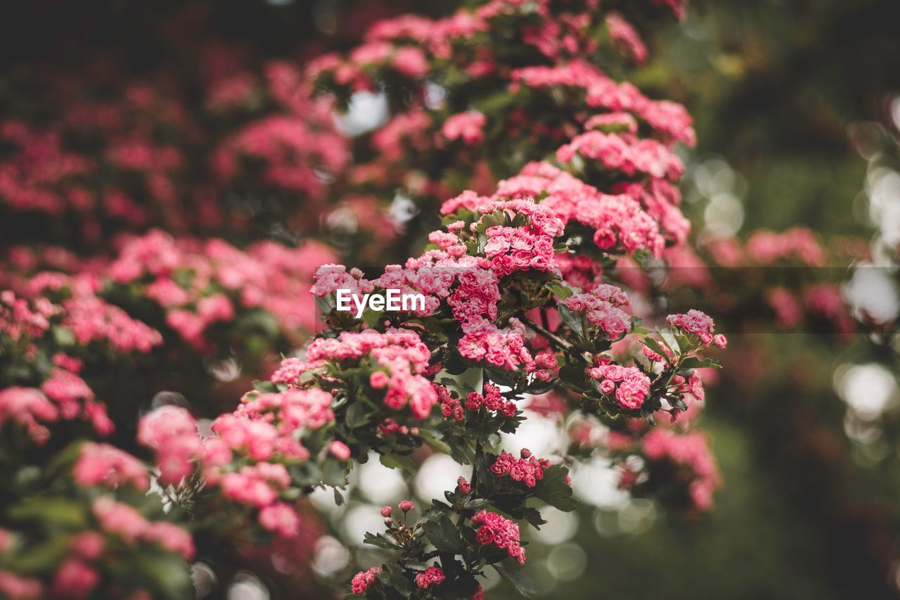 Close-up of pink flowering plants