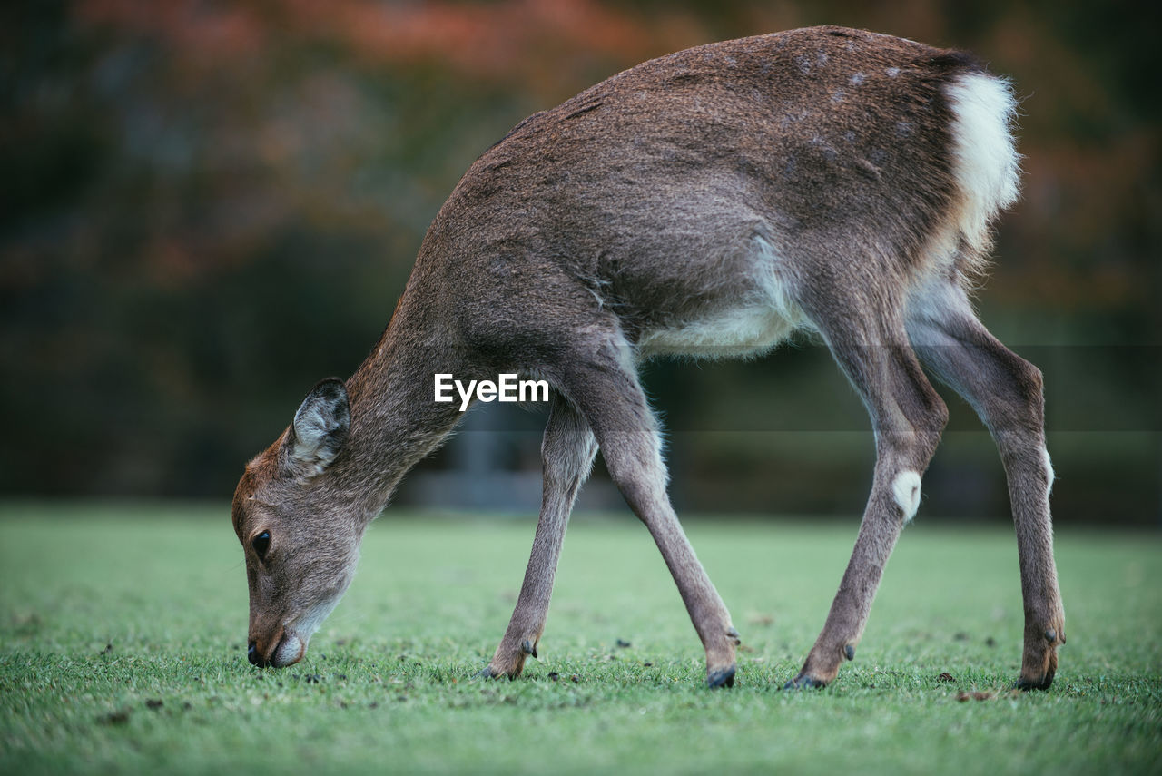 DEER IN A FIELD