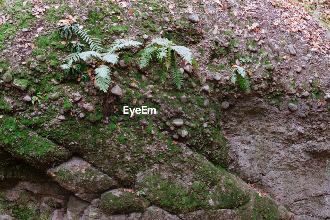 HIGH ANGLE VIEW OF GREEN PLANTS IN FOREST