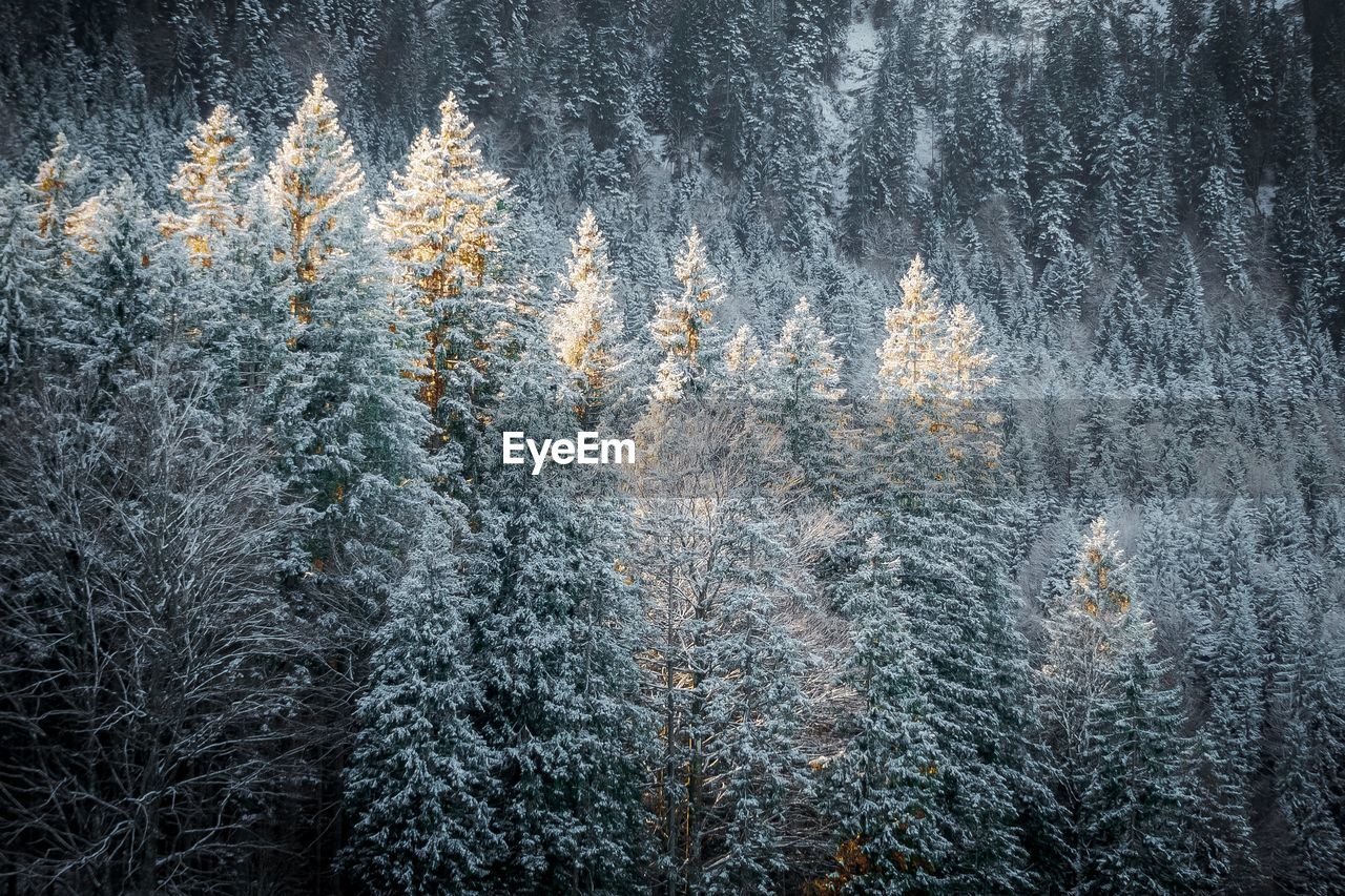 Trees in forest during winter