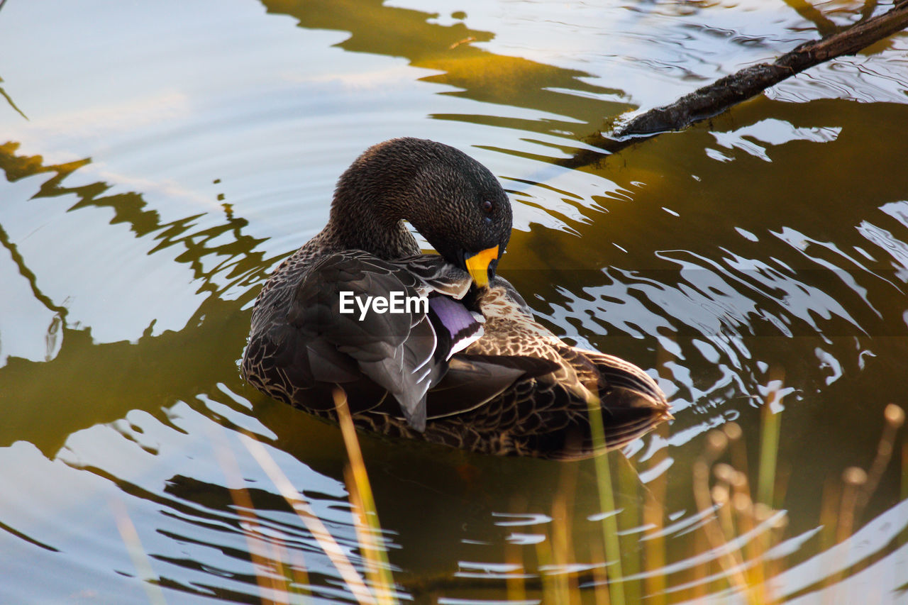 Yellow-billed duck grooming in lake anas undulata