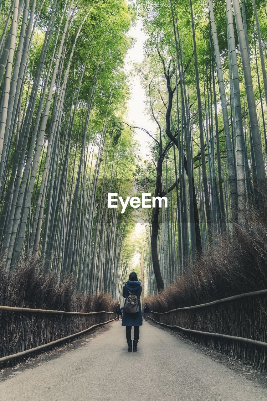 MAN WALKING ON FOOTPATH AMIDST TREES