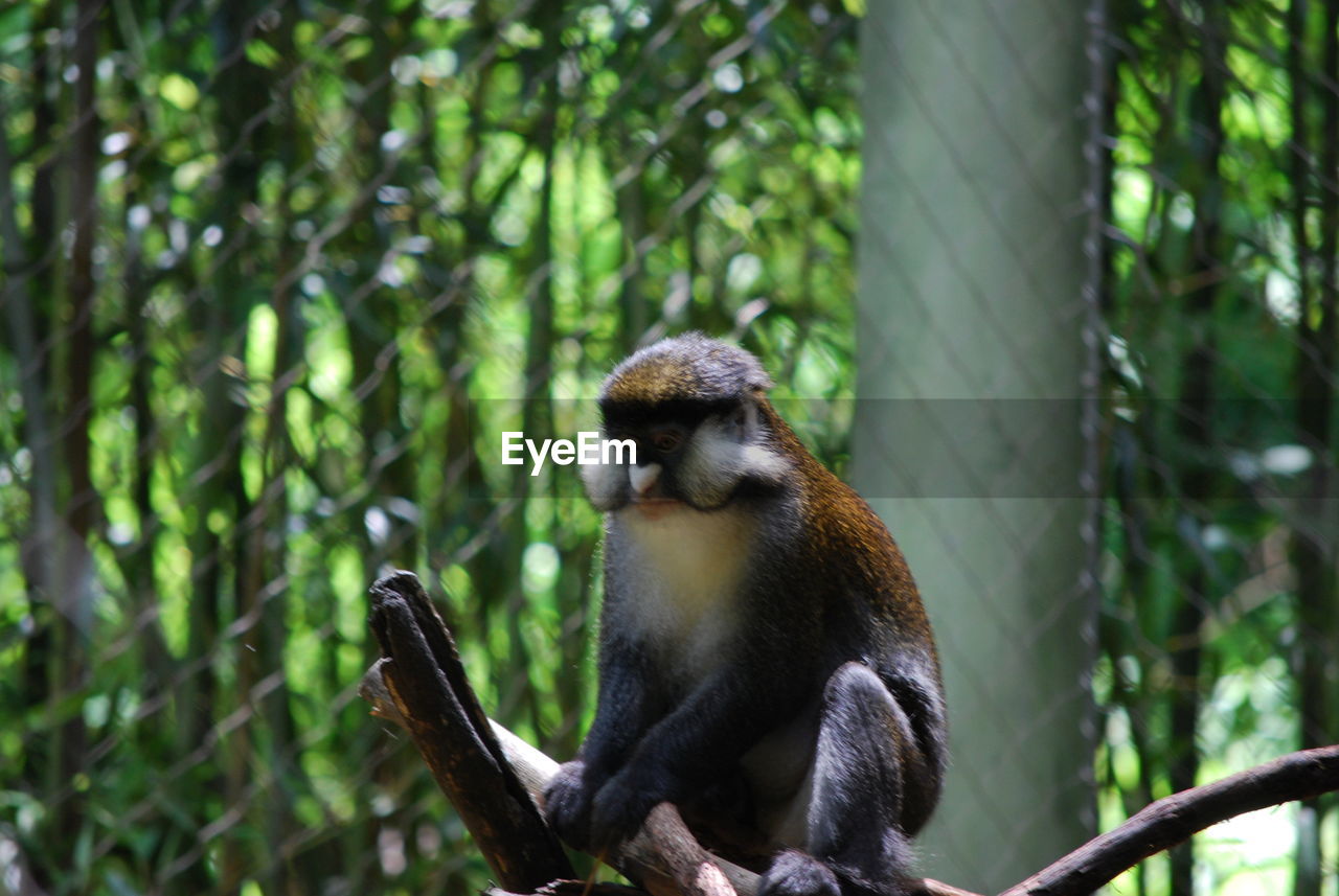 MONKEY ON TREE AGAINST BLURRED BACKGROUND