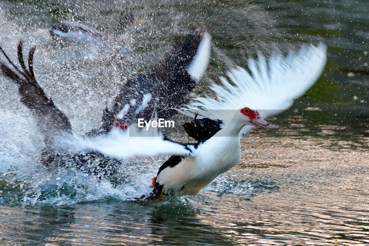 Muscovy ducks flying on lake