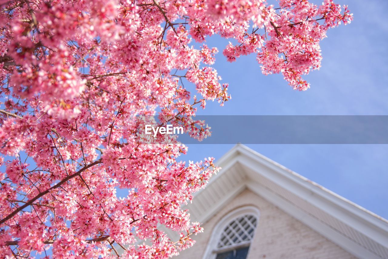 Low angle view of pink flowering tree against sky