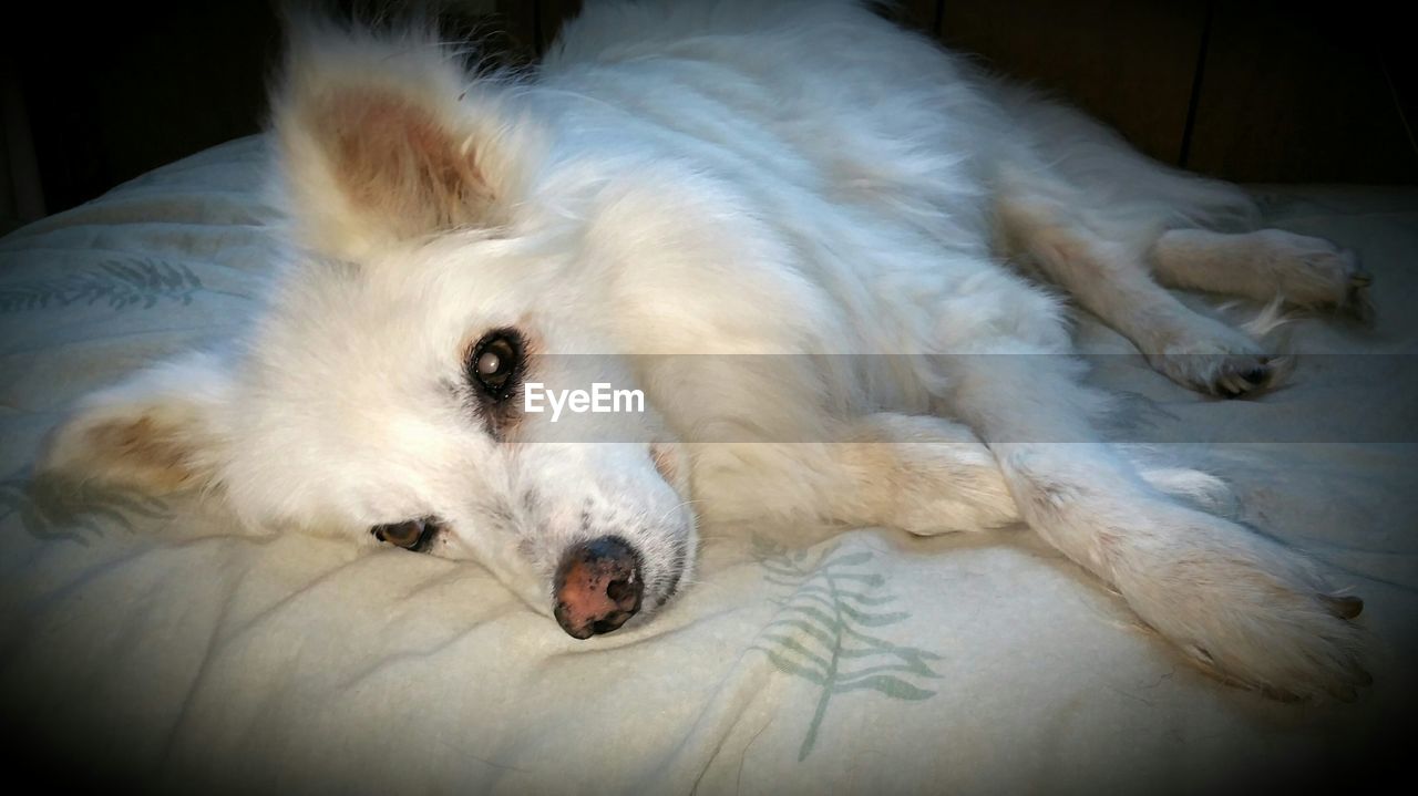 DOG SLEEPING ON THE GROUND