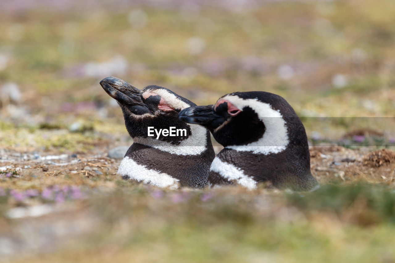 animal themes, bird, animal, animal wildlife, wildlife, penguin, beak, no people, nature, one animal, selective focus, day, outdoors, young animal, side view