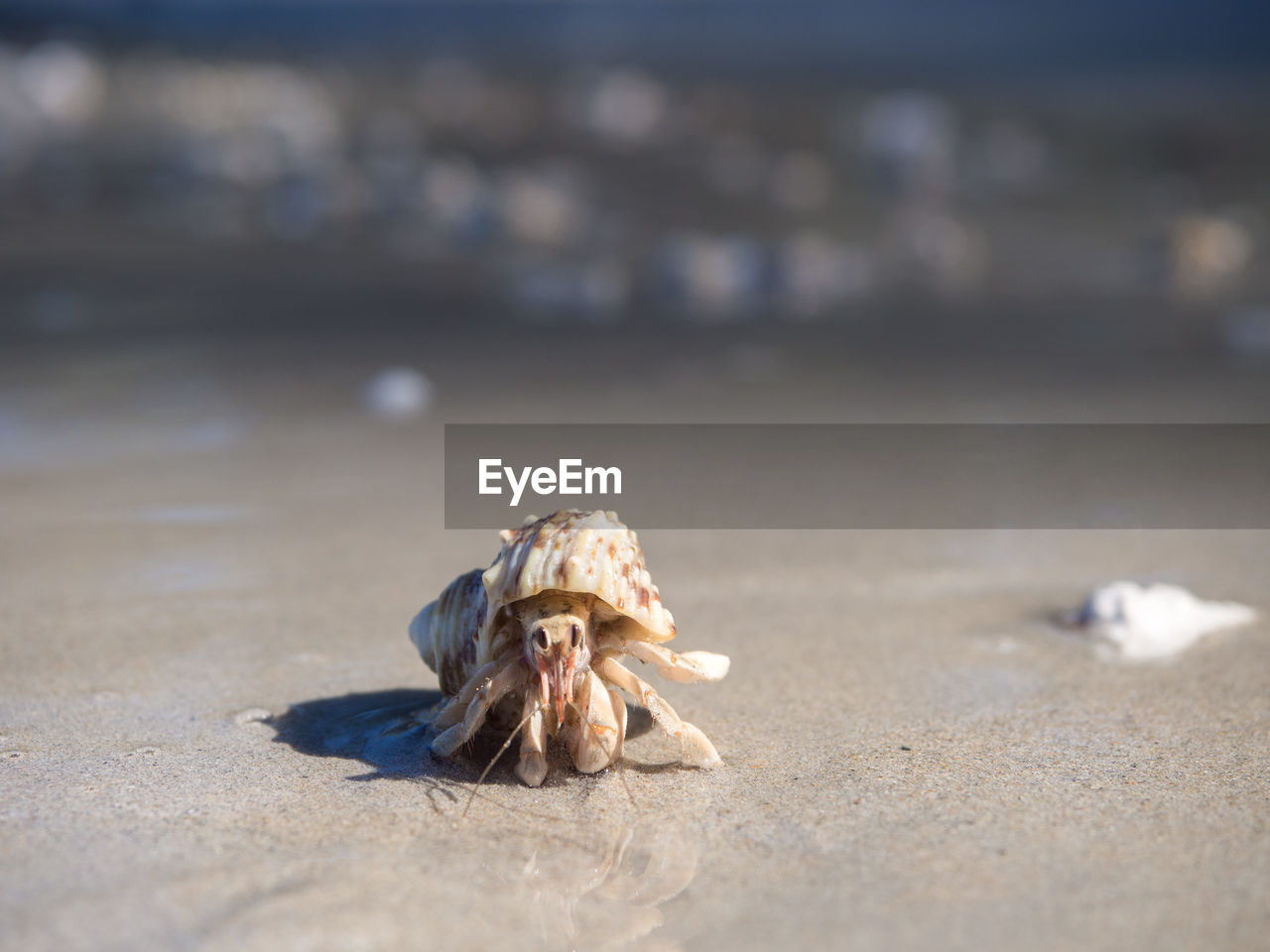 Close-up of crab on sand at beach