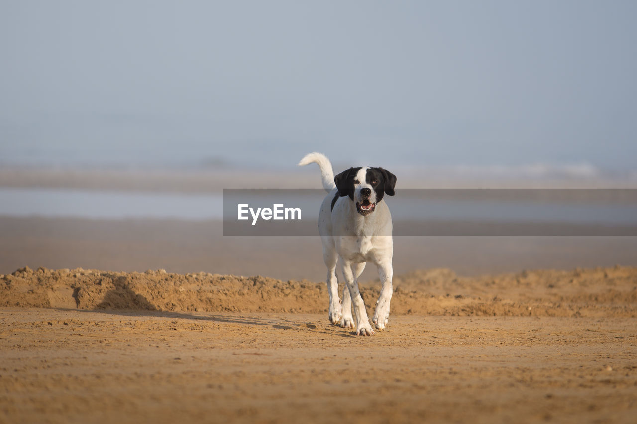 Dog standing on beach