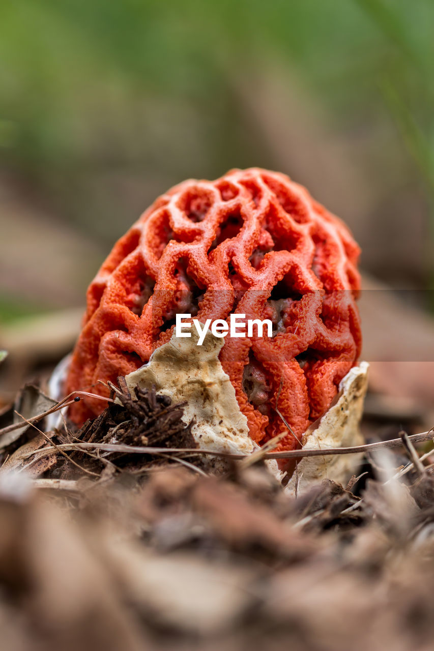Close up of red mushroom
