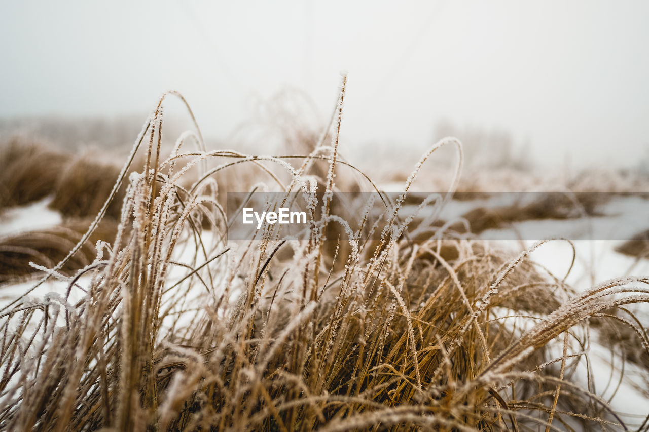 CLOSE-UP OF FROZEN PLANTS ON FIELD