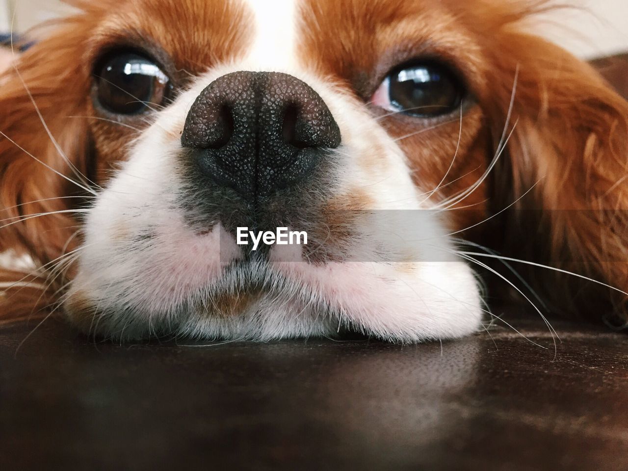 Close-up portrait of dog