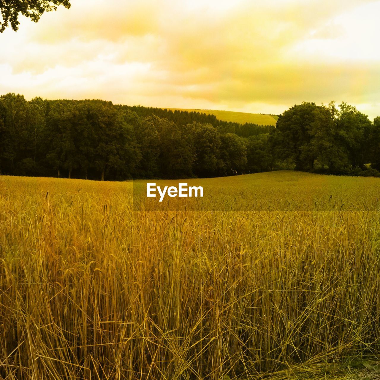 SCENIC VIEW OF YELLOW FIELD AGAINST SKY