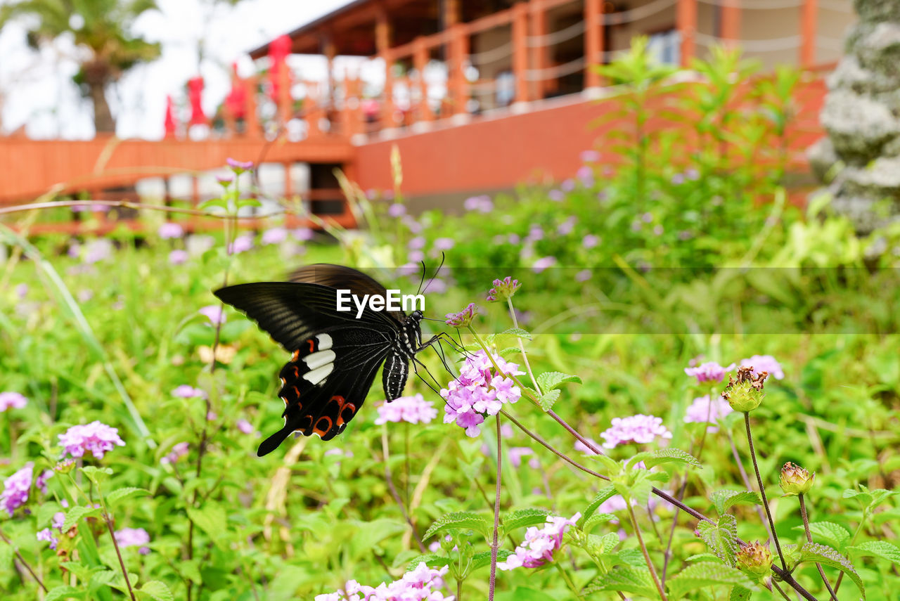 BUTTERFLY POLLINATING FLOWER