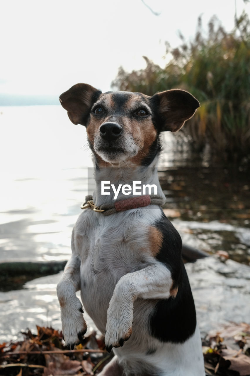 DOG LOOKING AWAY WHILE SITTING OUTDOORS