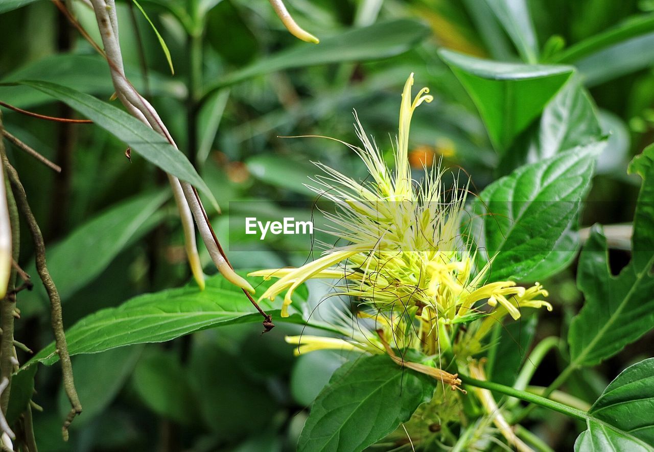 CLOSE-UP OF FRESH GREEN PLANTS