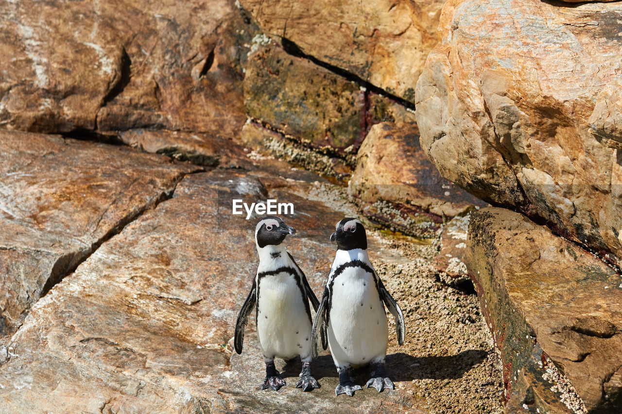 Penguins at st. croix island in south africa