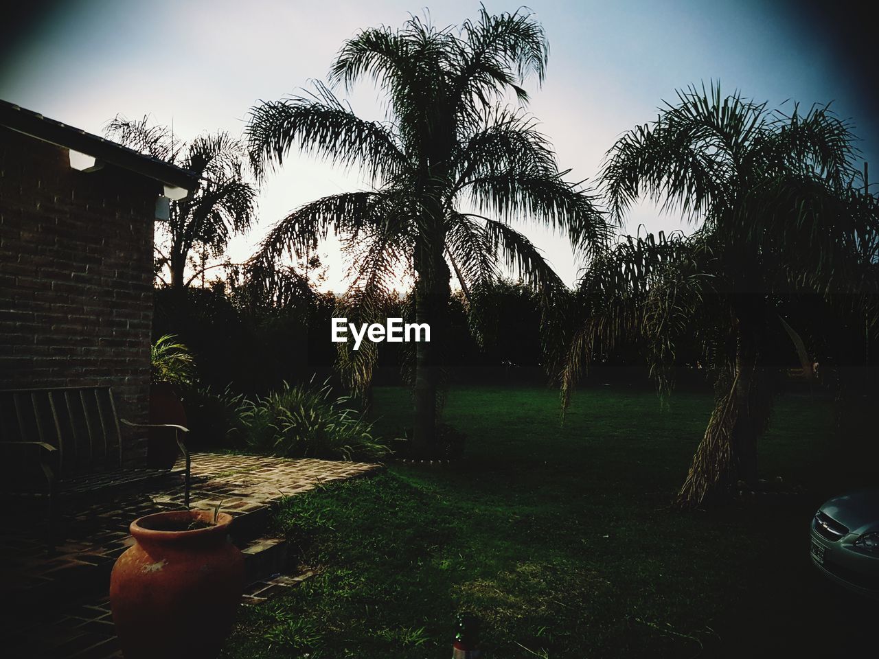 PALM TREES IN PARK AGAINST SKY