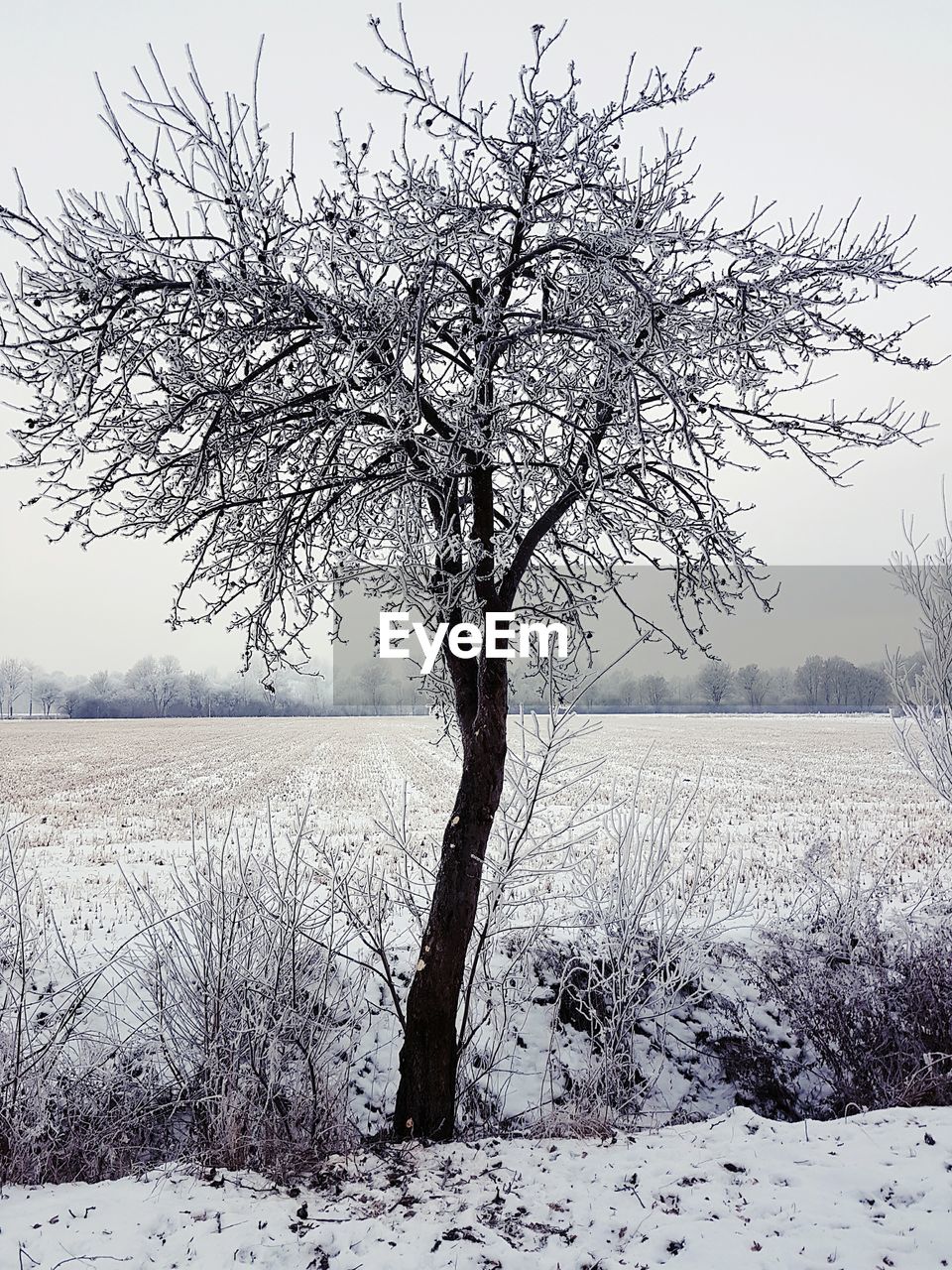 TREE AGAINST SKY