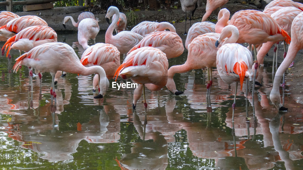 Flock of flamingos in lake