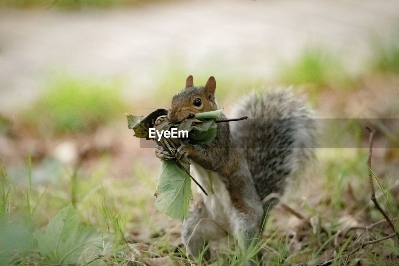 Close-up of squirrel holding leaves while standing on land