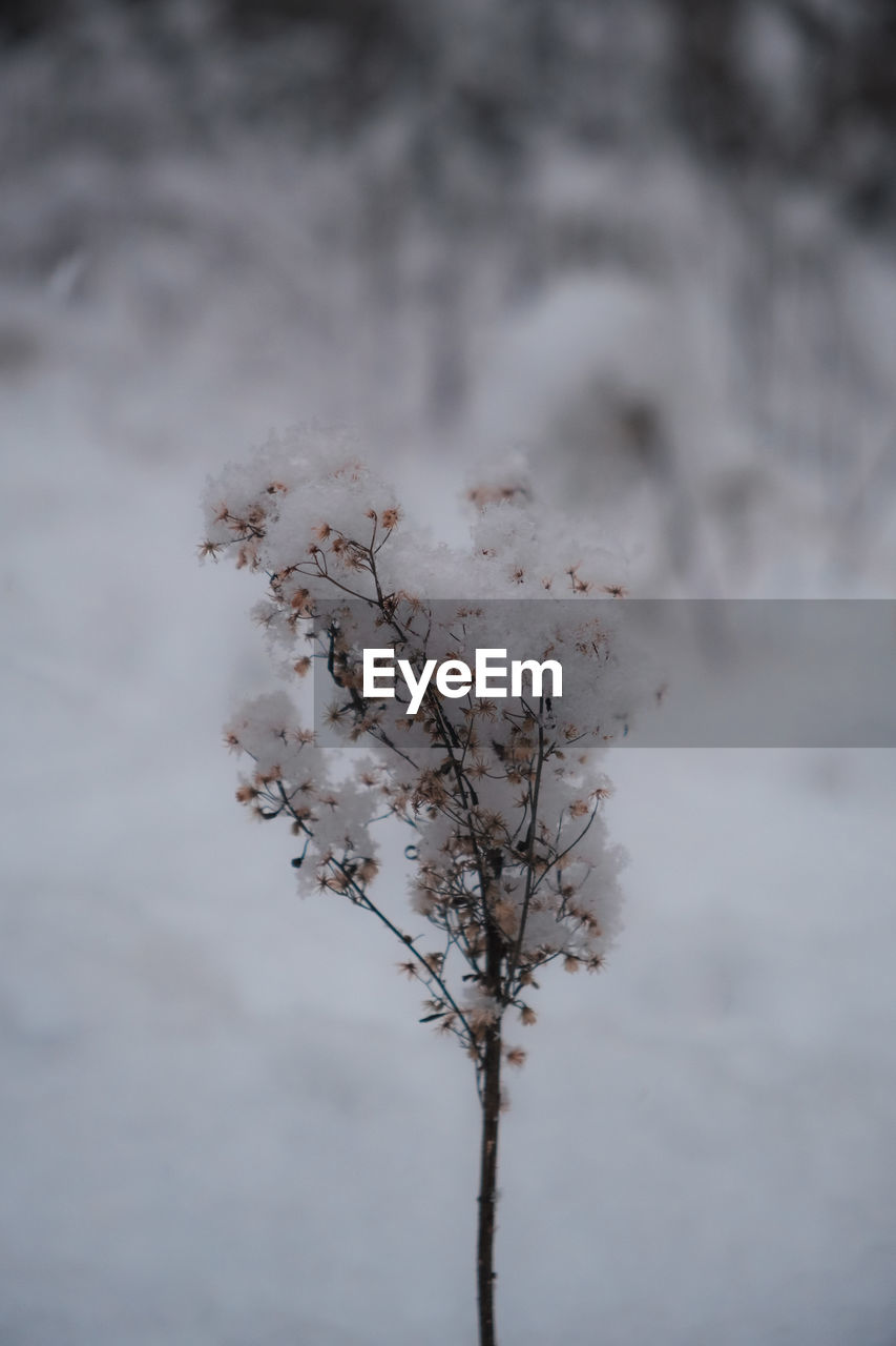 winter, plant, freezing, frost, snow, branch, nature, tree, leaf, close-up, no people, beauty in nature, cold temperature, focus on foreground, twig, macro photography, tranquility, outdoors, day, environment, plant stem, growth, ice, land, frozen, flower, fragility, white, scenics - nature