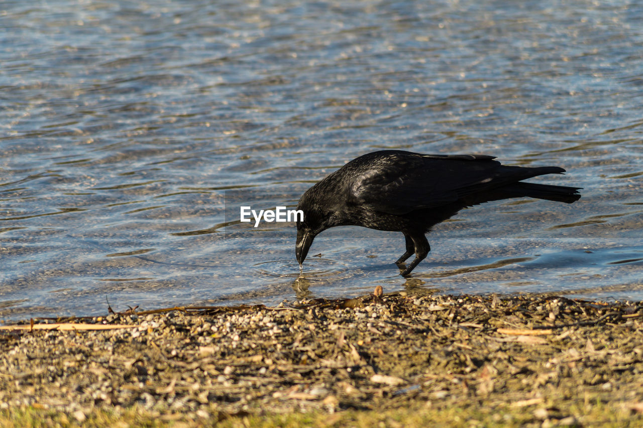 High angle view of raven at lakeshore