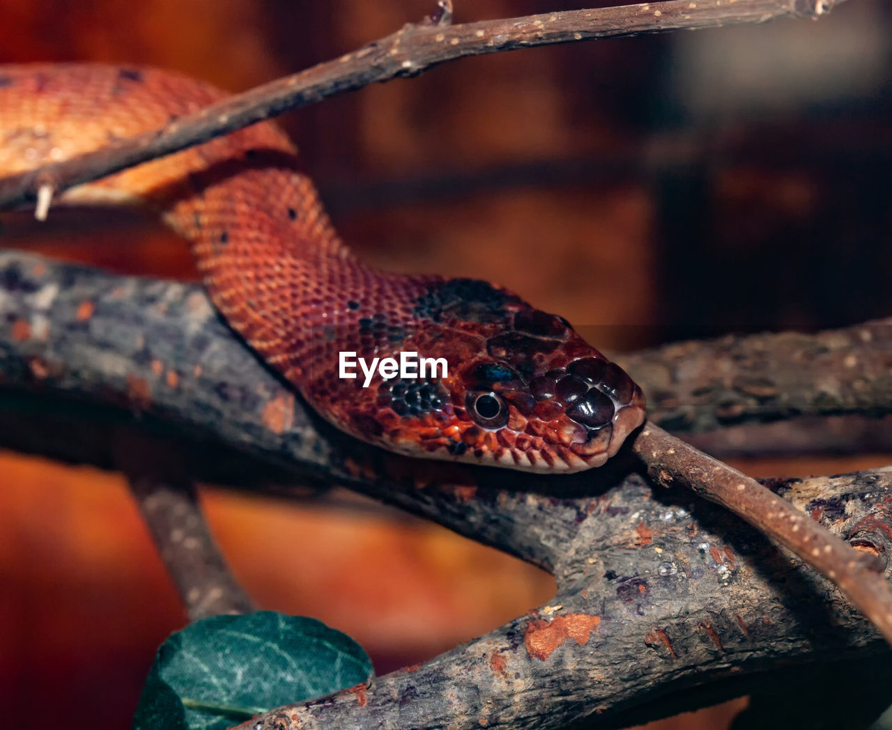 Red corn snake or pantherophis guttatus