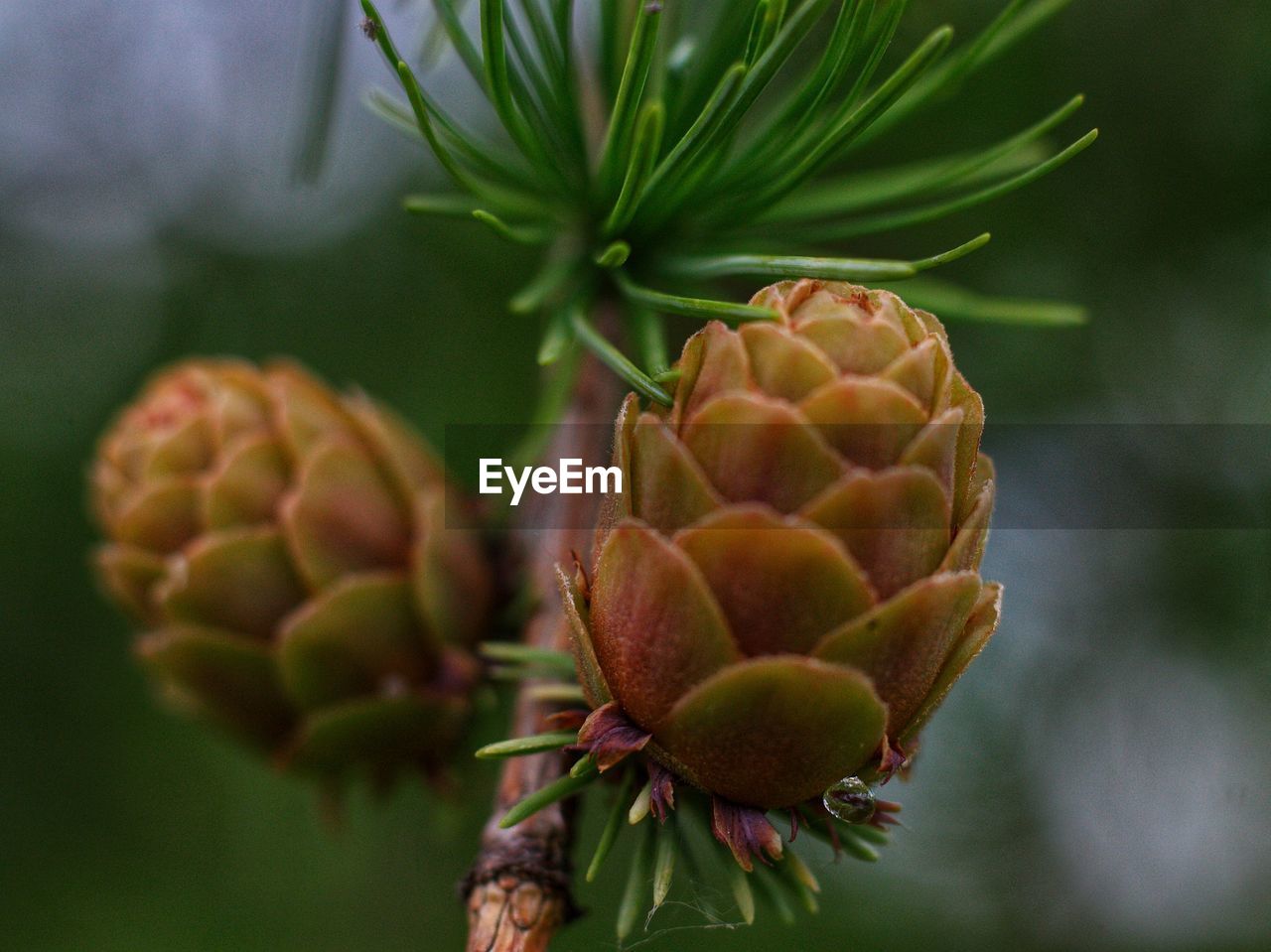 plant, tree, food, food and drink, close-up, flower, healthy eating, fruit, nature, no people, macro photography, freshness, produce, tropical fruit, focus on foreground, growth, beauty in nature, green, leaf, plant part, outdoors, wellbeing, day, bud, branch, pinaceae, coniferous tree, artichoke