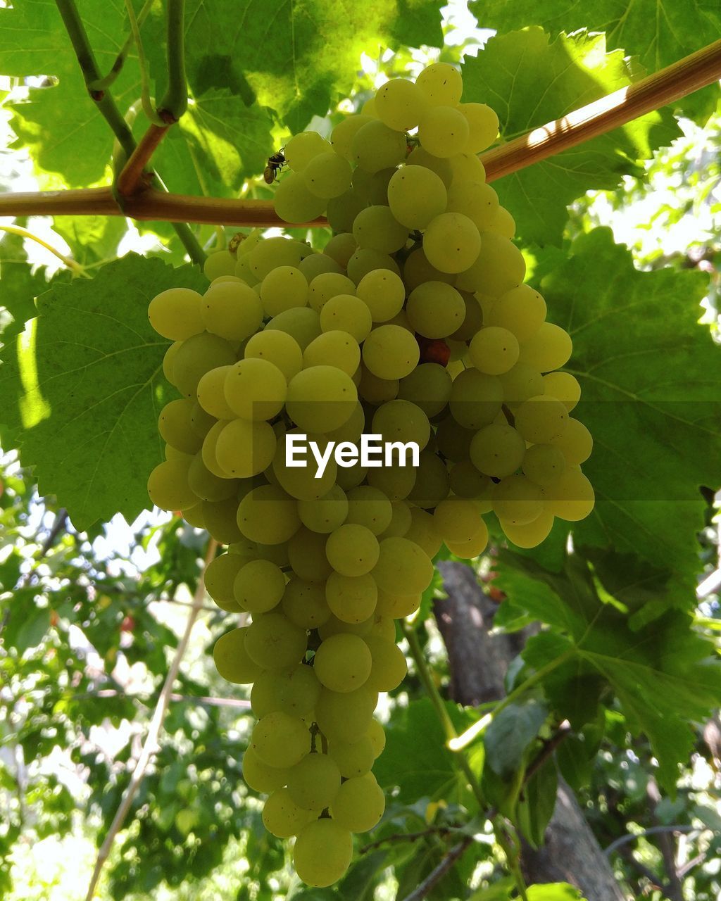LOW ANGLE VIEW OF GRAPES HANGING FROM TREE