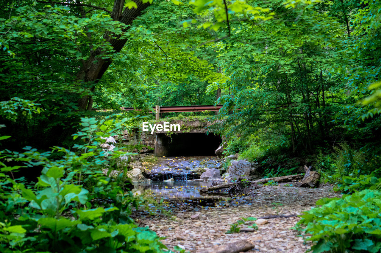 PLANTS GROWING IN FOREST