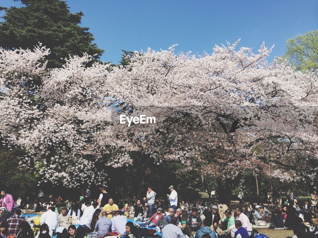 Crowd by trees in shinjuku gyoen national garden